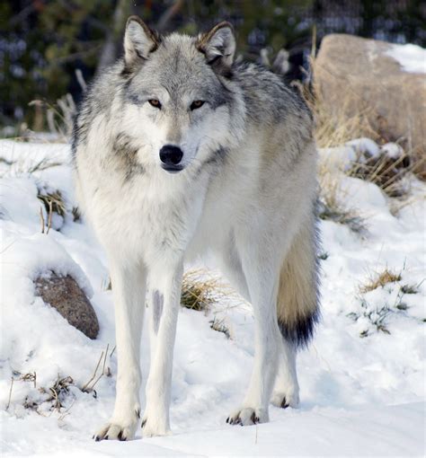 wolves wiki|gray wolves facts.